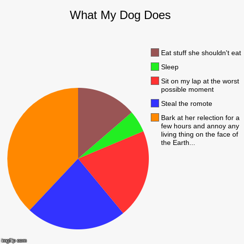 What My Dog Does | What My Dog Does | Bark at her relection for a few hours and annoy any living thing on the face of the Earth... , Steal the romote, Sit on m | image tagged in funny,pie charts,dogs,funnydogs | made w/ Imgflip chart maker