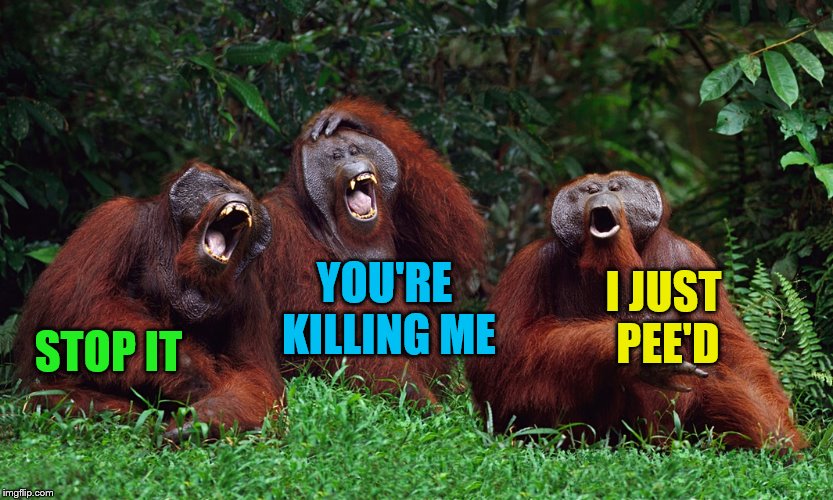 laughing orangutans | STOP IT YOU'RE KILLING ME I JUST PEE'D | image tagged in laughing orangutans | made w/ Imgflip meme maker
