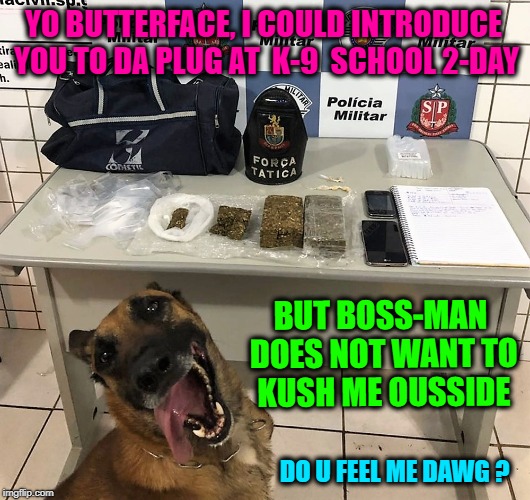 Da Plug Dawg | YO BUTTERFACE, I COULD INTRODUCE YOU TO DA PLUG AT  K-9  SCHOOL 2-DAY; BUT BOSS-MAN DOES NOT WANT TO KUSH ME OUSSIDE; DO U FEEL ME DAWG ? | image tagged in animals,drugs,world news,marijuana,police | made w/ Imgflip meme maker