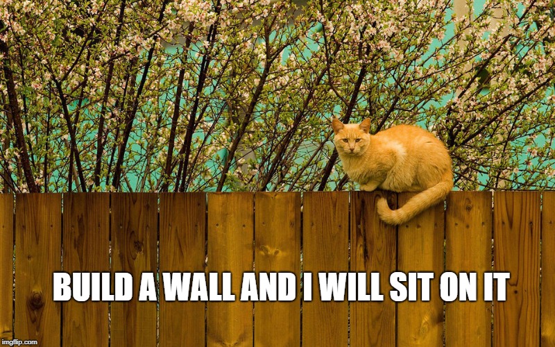Cat on the Wall
 | BUILD A WALL AND I WILL SIT ON IT | image tagged in cat on fence,wall,sit on wall,build a wall | made w/ Imgflip meme maker