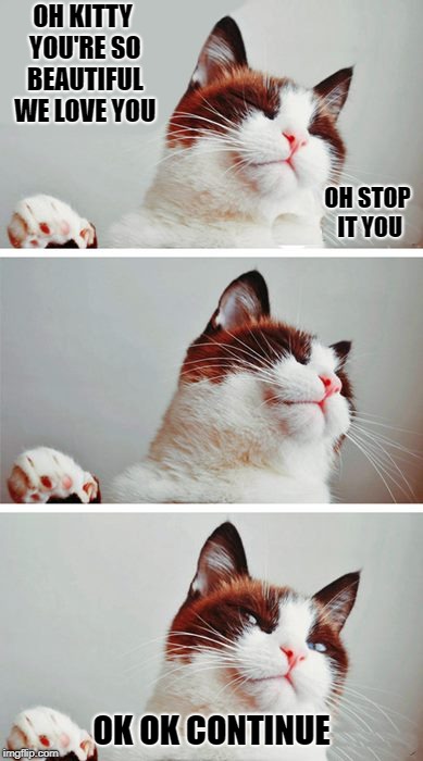oh kitty you're so beautiful | OH KITTY YOU'RE SO BEAUTIFUL WE LOVE YOU; OH STOP IT YOU; OK OK CONTINUE | image tagged in kitty | made w/ Imgflip meme maker