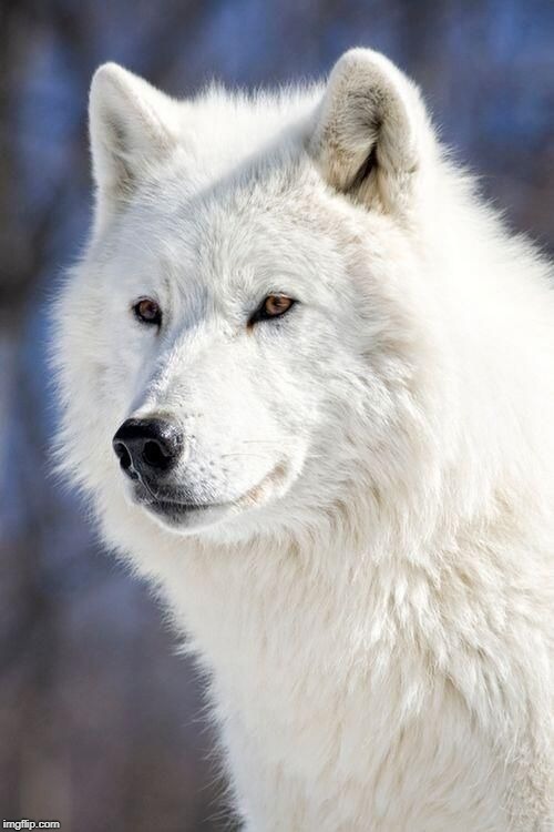 Lobo blanco | image tagged in belleza,animal | made w/ Imgflip meme maker