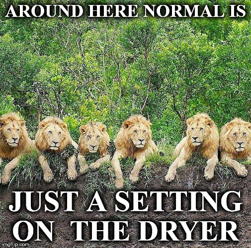 AROUND HERE NORMAL IS; JUST A SETTING ON  THE DRYER | image tagged in lion1 | made w/ Imgflip meme maker