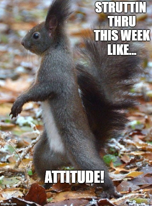 Squirrel Attitude  | STRUTTIN THRU THIS WEEK LIKE... ATTITUDE! | image tagged in squirrel attitude | made w/ Imgflip meme maker