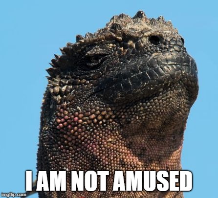 I AM NOT AMUSED | image tagged in displeased/smug iguana | made w/ Imgflip meme maker