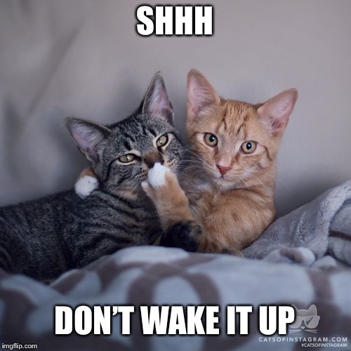 SHHH cat | SHHH; DON’T WAKE IT UP | image tagged in shhh cat | made w/ Imgflip meme maker