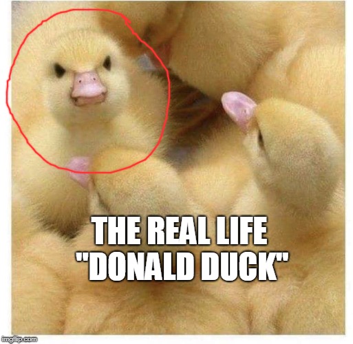 Grumpy Duck | THE REAL LIFE "DONALD DUCK" | image tagged in angry,grumpy,donald duck | made w/ Imgflip meme maker