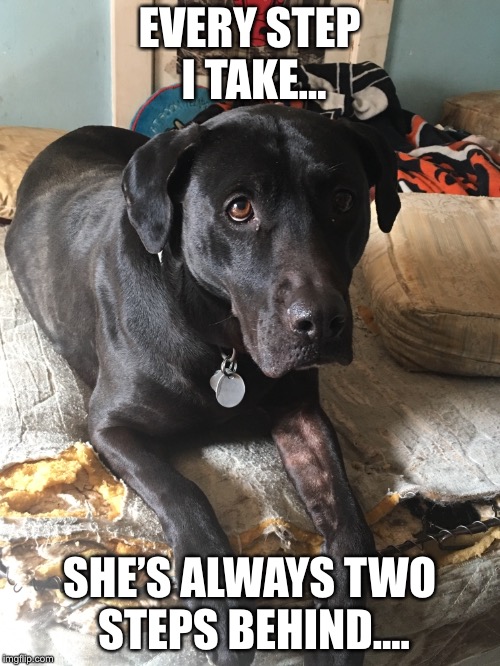 Man’s Best Friend - My Dog Mercedes  | EVERY STEP I TAKE... SHE’S ALWAYS TWO STEPS BEHIND.... | image tagged in dogs,friends,love,true love | made w/ Imgflip meme maker