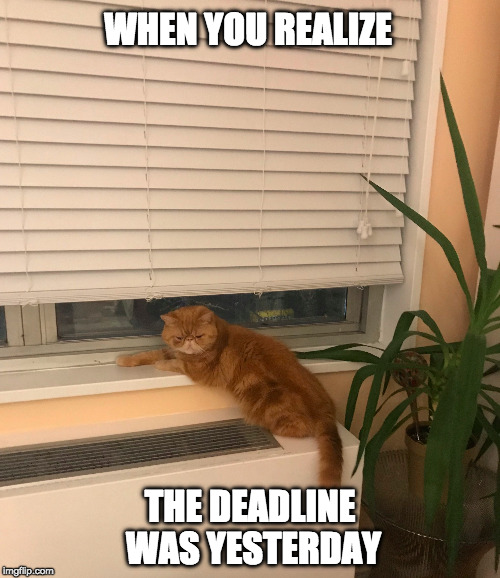 Why do I do this to myself. | WHEN YOU REALIZE; THE DEADLINE WAS YESTERDAY | image tagged in disappointed cat,left it off my calendar,fitzroy the cat,the cat in the bowl,exotic shorthair cat | made w/ Imgflip meme maker