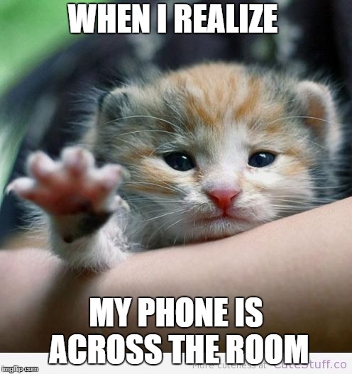 so close... | WHEN I REALIZE; MY PHONE IS ACROSS THE ROOM | image tagged in so close,kitten,phone,sadness | made w/ Imgflip meme maker