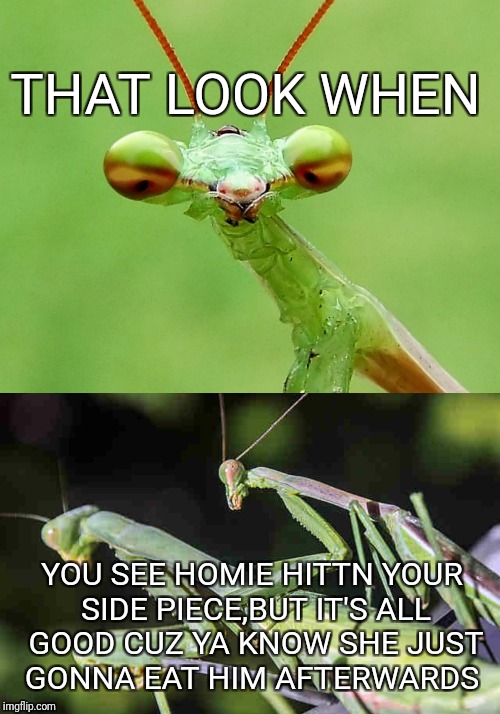 That look when | THAT LOOK WHEN; YOU SEE HOMIE HITTN YOUR SIDE PIECE,BUT IT'S ALL GOOD CUZ YA KNOW SHE JUST GONNA EAT HIM AFTERWARDS | image tagged in praying mantis,funny memes,nsfw,anything | made w/ Imgflip meme maker