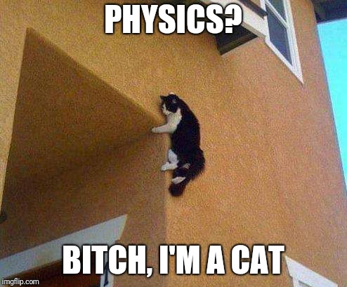 PHYSICS? BITCH, I'M A CAT | image tagged in cat,physics | made w/ Imgflip meme maker