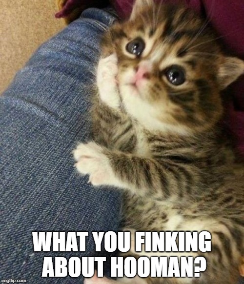 Cat is a good listener |  WHAT YOU FINKING ABOUT HOOMAN? | image tagged in cats,cat,good listener,funny cat memes,cat memes | made w/ Imgflip meme maker