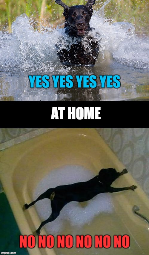 they just love water | YES YES YES YES; AT HOME; NO NO NO NO NO NO | image tagged in cute dogs,funny dogs | made w/ Imgflip meme maker
