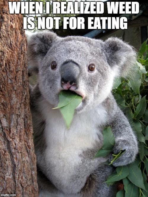 Surprised Koala | WHEN I REALIZED WEED IS NOT FOR EATING | image tagged in memes,surprised koala | made w/ Imgflip meme maker