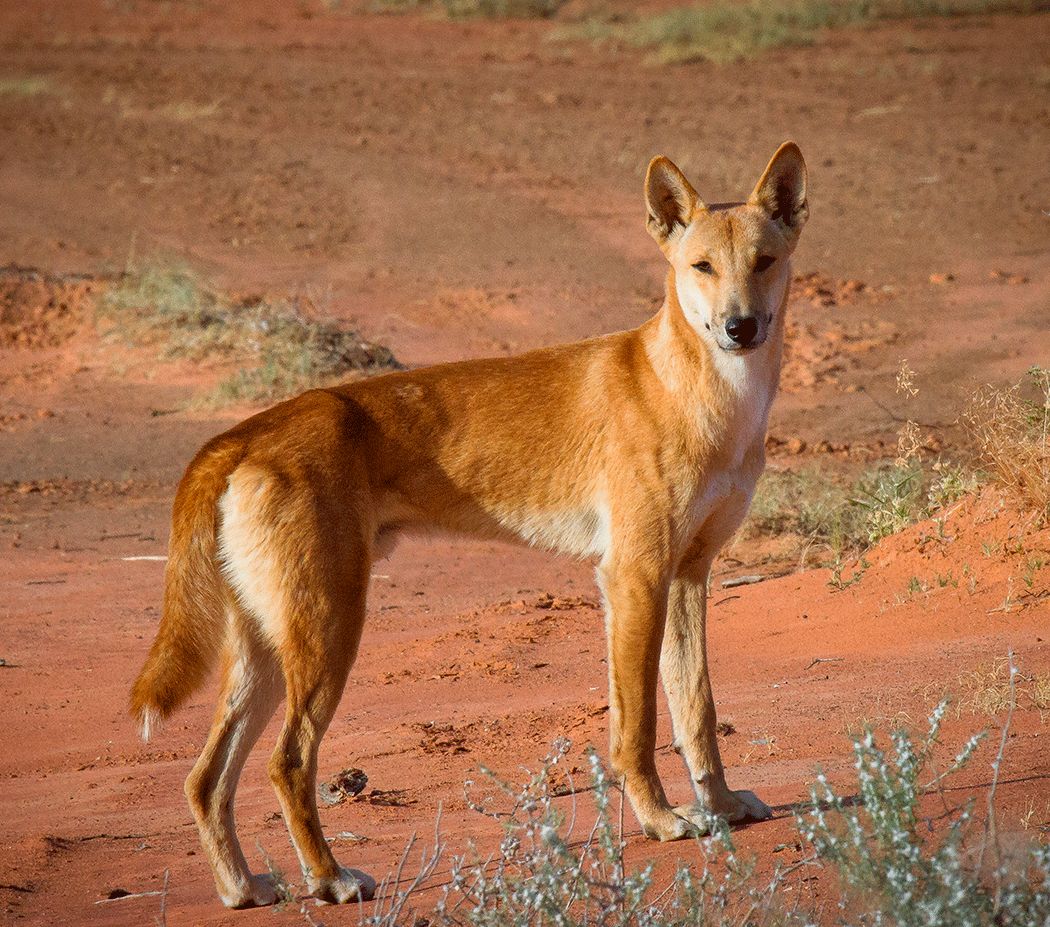 dingo soon Blank Meme Template