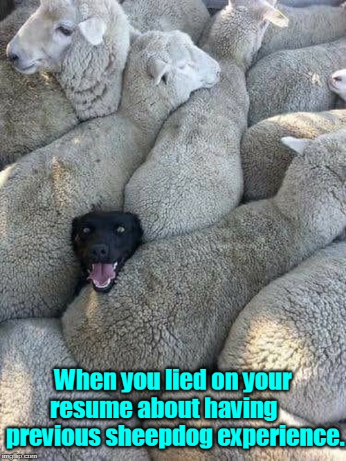 O, what a tangled web we weave when first we practise to deceive!  | When you lied on your resume about having 
    previous sheepdog experience. | image tagged in vince vance,sir walter scott,lying on resume,poser,poseur,sheepdog | made w/ Imgflip meme maker