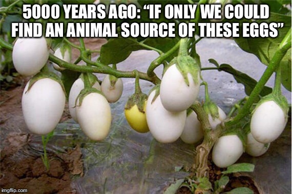 5000 YEARS AGO: “IF ONLY WE COULD FIND AN ANIMAL SOURCE OF THESE EGGS” | made w/ Imgflip meme maker
