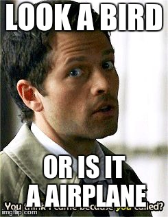 LOOK A BIRD; OR IS IT A AIRPLANE | image tagged in gif | made w/ Imgflip meme maker