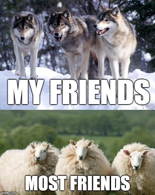 My Friends | MY FRIENDS; MOST FRIENDS | image tagged in wolves,friends,bestfriends,sheep,memes | made w/ Imgflip meme maker