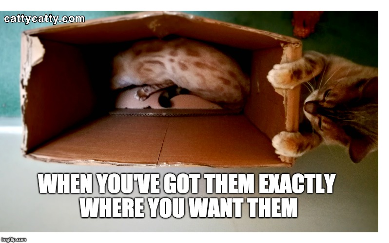 A cat gets revenge...those few blissful seconds before it happens... | WHEN YOU'VE GOT THEM EXACTLY WHERE YOU WANT THEM | image tagged in catty catty,cat gets revenge,grumpy cat,cat meme,funny cat memes,cat memes | made w/ Imgflip meme maker