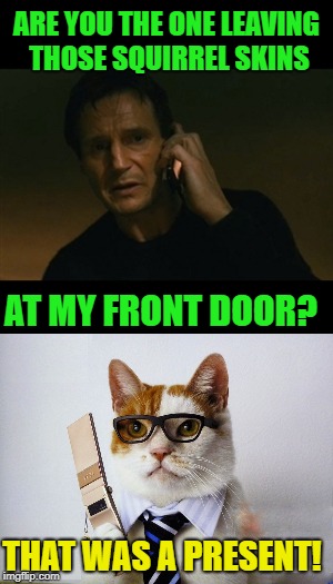 Cat matters | ARE YOU THE ONE LEAVING THOSE SQUIRREL SKINS; AT MY FRONT DOOR? THAT WAS A PRESENT! | image tagged in funny meme,cat,liam neeson taken | made w/ Imgflip meme maker