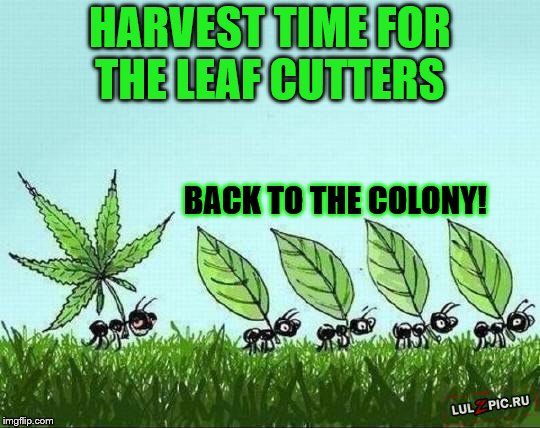 HARVEST TIME FOR THE LEAF CUTTERS BACK TO THE COLONY! | made w/ Imgflip meme maker