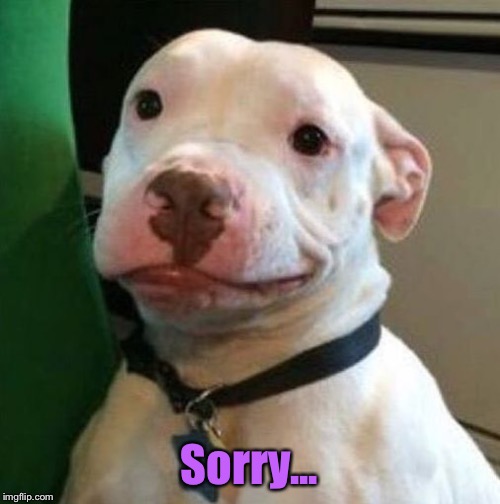 Awkward Dog | Sorry... | image tagged in awkward dog | made w/ Imgflip meme maker