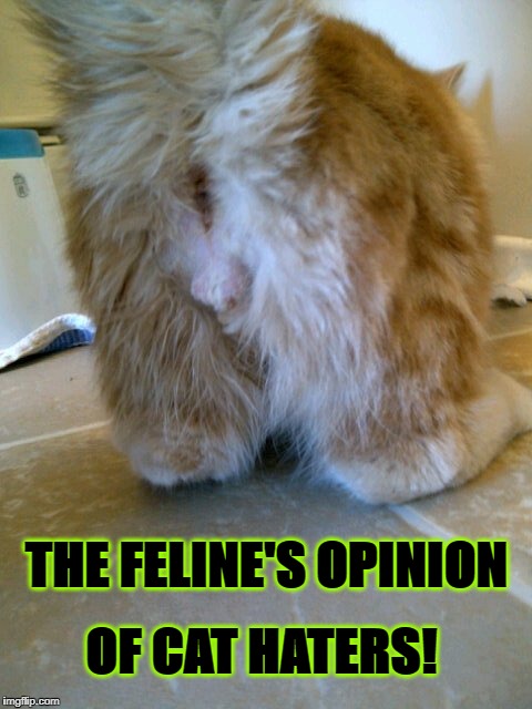 OF CAT HATERS! THE FELINE'S OPINION | image tagged in cat anus | made w/ Imgflip meme maker