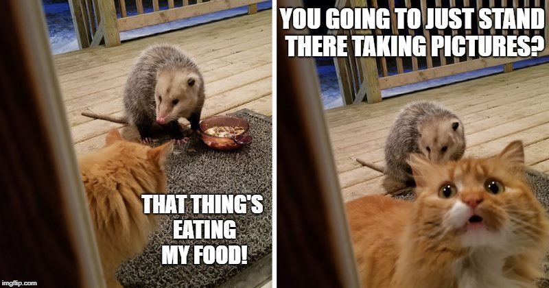 that thing's eating my food! | YOU GOING TO JUST STAND THERE TAKING PICTURES? THAT THING'S EATING MY FOOD! | image tagged in scared cat,funny cats,possum | made w/ Imgflip meme maker