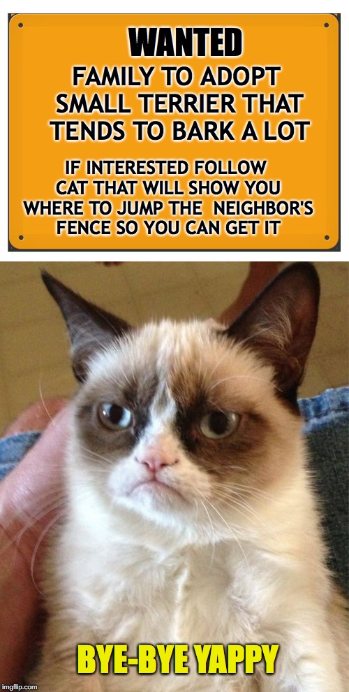 "Adopt" a pet | WANTED; FAMILY TO ADOPT SMALL TERRIER THAT TENDS TO BARK A LOT; IF INTERESTED FOLLOW CAT THAT WILL SHOW YOU WHERE TO JUMP THE  NEIGHBOR'S FENCE SO YOU CAN GET IT; BYE-BYE YAPPY | image tagged in grumpy cat,dog | made w/ Imgflip meme maker