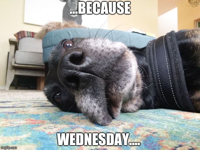...BECAUSE; WEDNESDAY.... | image tagged in wednesday | made w/ Imgflip meme maker