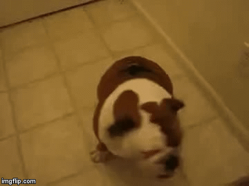 Hurr Durr! | image tagged in gifs,dog dance | made w/ Imgflip video-to-gif maker