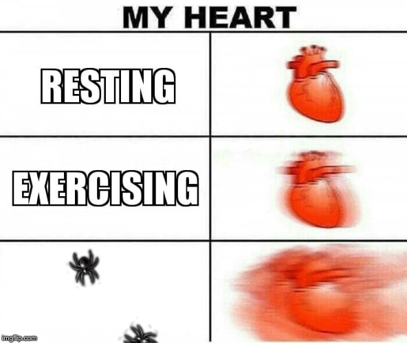 MY HEART | 🕷; 🕷 | image tagged in my heart | made w/ Imgflip meme maker