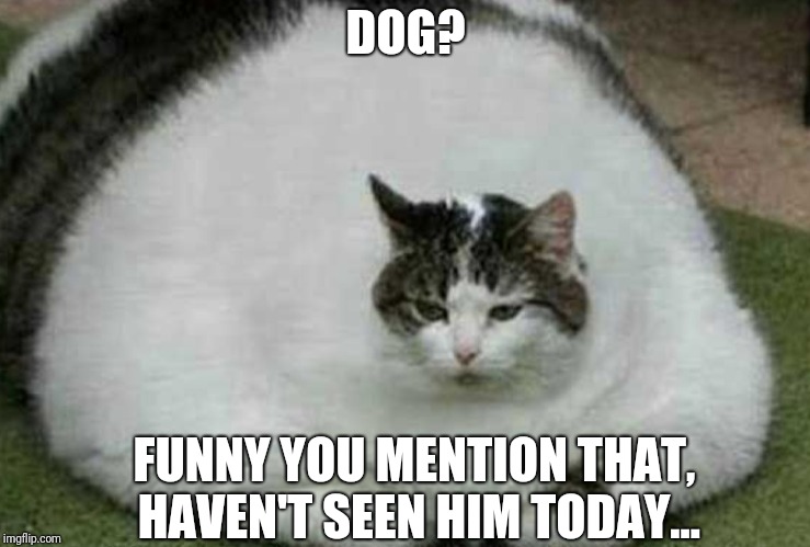 Dog? | DOG? FUNNY YOU MENTION THAT, HAVEN'T SEEN HIM TODAY... | image tagged in fat cat,cats,doge | made w/ Imgflip meme maker