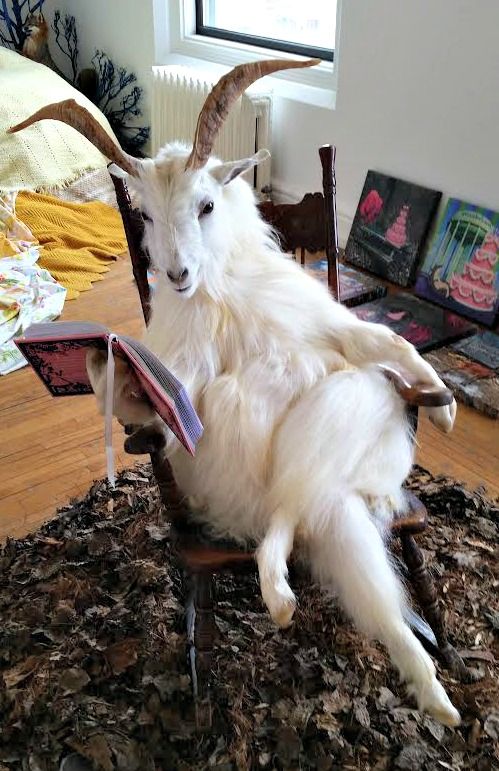 High Quality goat reading a book Blank Meme Template