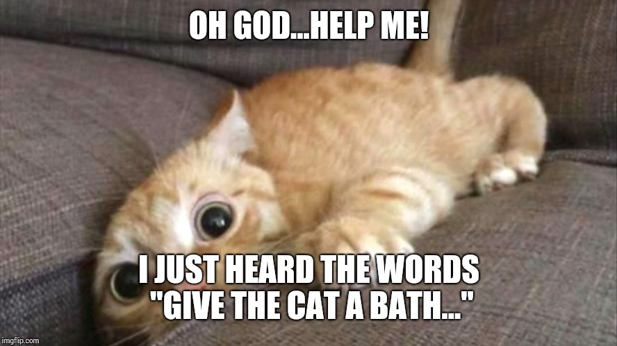 OH GOD...HELP ME! I JUST HEARD THE WORDS "GIVE THE CAT A BATH..." | image tagged in scared cat | made w/ Imgflip meme maker