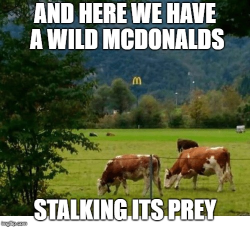 Wild Mcdonalds | AND HERE WE HAVE A WILD MCDONALDS; STALKING ITS PREY | image tagged in mcdonalds | made w/ Imgflip meme maker