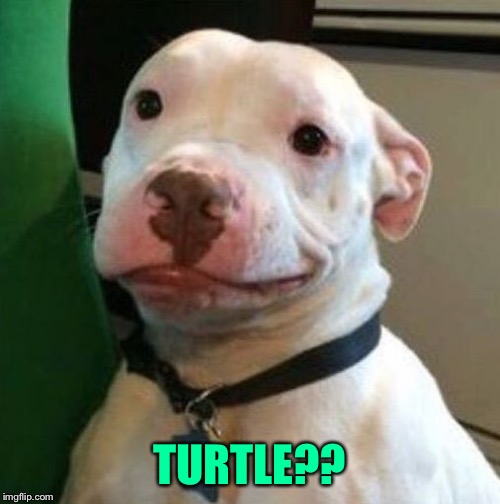 Awkward Dog | TURTLE?? | image tagged in awkward dog | made w/ Imgflip meme maker
