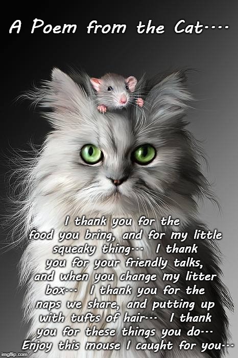 A Poem from the Cat... - Imgflip