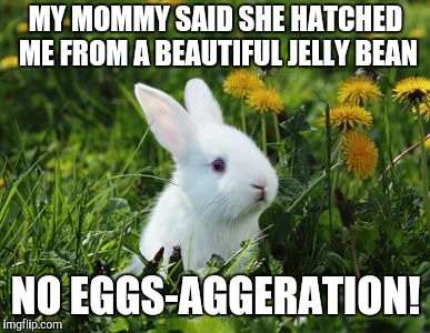 Jelly Bean | MY MOMMY SAID SHE HATCHED ME FROM A BEAUTIFUL JELLY BEAN; NO EGGS-AGGERATION! | image tagged in jelly bean,easter bunny,cute | made w/ Imgflip meme maker