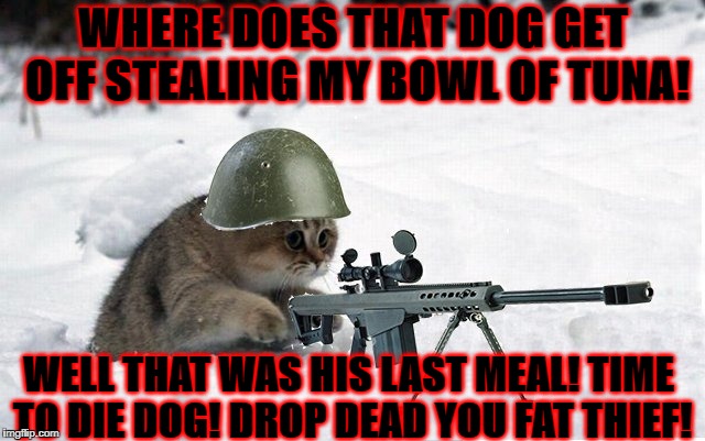 WHERE DOES THAT DOG GET OFF STEALING MY BOWL OF TUNA! WELL THAT WAS HIS LAST MEAL! TIME TO DIE DOG! DROP DEAD YOU FAT THIEF! | image tagged in sniper cat | made w/ Imgflip meme maker