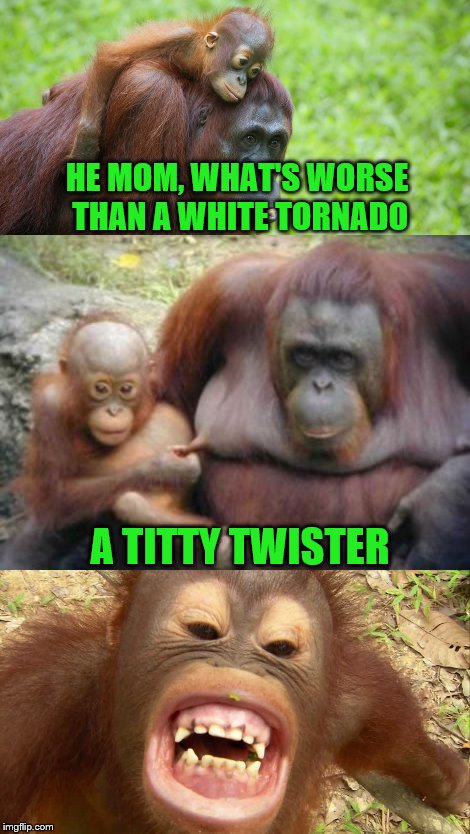 HE MOM, WHAT'S WORSE THAN A WHITE TORNADO; A TITTY TWISTER | image tagged in memes,animals,funny,orangutan | made w/ Imgflip meme maker