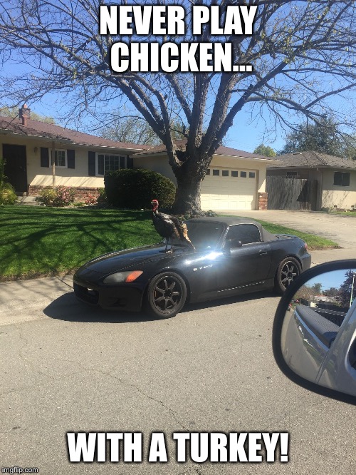 Turkey Jerky  | NEVER PLAY CHICKEN... WITH A TURKEY! | image tagged in turkey jerky,turkey,cars,funny animals,funny,funny memes | made w/ Imgflip meme maker