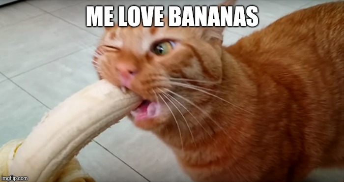 ME LOVE BANANAS | image tagged in funny cat | made w/ Imgflip meme maker