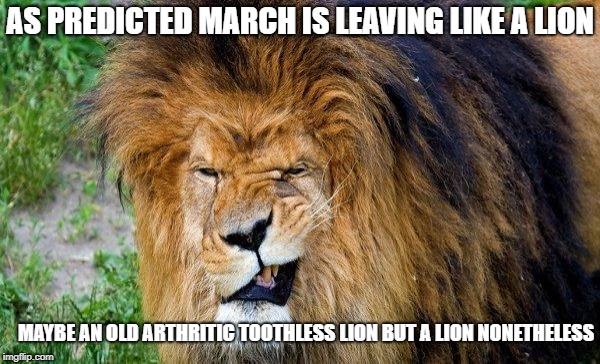 winking lion | AS PREDICTED MARCH IS LEAVING LIKE A LION; MAYBE AN OLD ARTHRITIC TOOTHLESS LION BUT A LION NONETHELESS | image tagged in winking lion | made w/ Imgflip meme maker