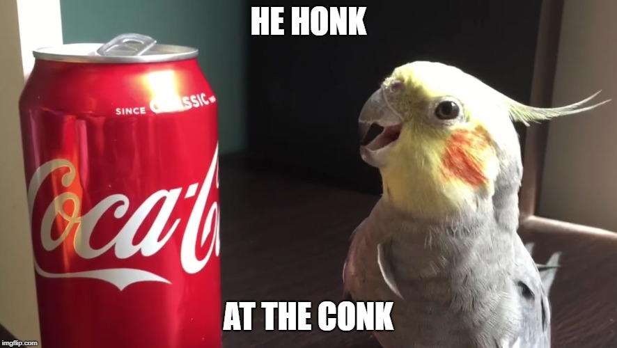 HE HONK; AT THE CONK | image tagged in parrot | made w/ Imgflip meme maker