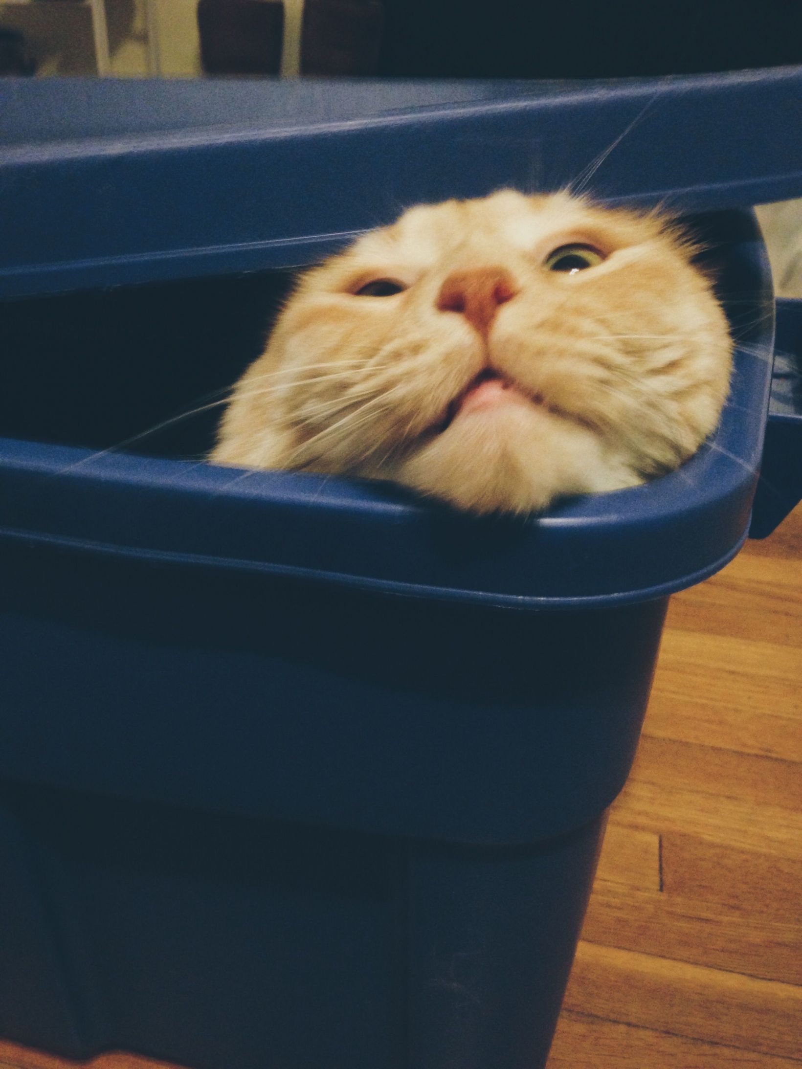 High Quality Cat peering out of a tote Blank Meme Template