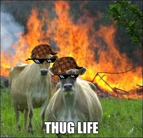 Evil Cows Meme | THUG LIFE | image tagged in memes,evil cows,scumbag | made w/ Imgflip meme maker
