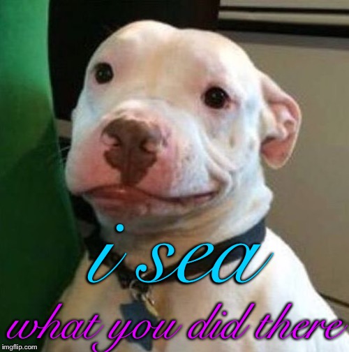 Awkward Dog | i sea what you did there | image tagged in awkward dog | made w/ Imgflip meme maker